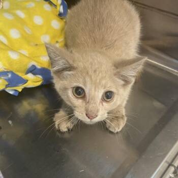 Jean Grey -  Domestic Short Hair Cat for Adoption in Matteson, Illinois - Jean Grey | PetCurious