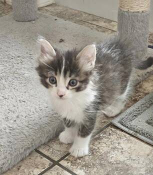 Nixy -  Domestic Medium Hair Cat Available for Adoption in Green Valley, Arizona - Nixy | PetCurious
