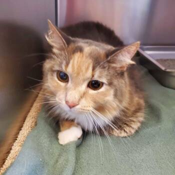 Cardi -  Domestic Medium Hair Cat for Adoption in Gloucester, Virginia - Cardi | PetCurious