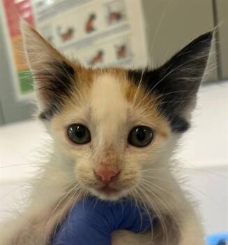 A660327 -  Domestic Short Hair Cat for Adoption in Houston, Texas - A660327 | PetCurious