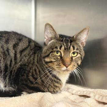Martin -  Domestic Short Hair Cat for Adoption in Newark, New Jersey - Martin | PetCurious