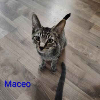Maceo -  Domestic Short Hair Cat for Adoption in Spokane, Washington - Maceo | PetCurious