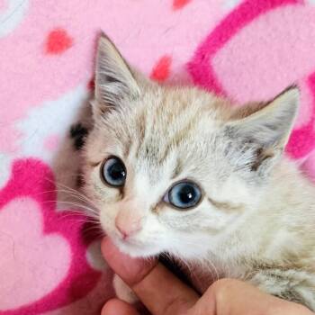 Coco -  American Shorthair and Siamese Cat for Adoption - Coco | PetCurious