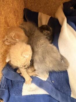 JACK -  Domestic Short Hair Cat for Adoption in Riverside, California - JACK | PetCurious
