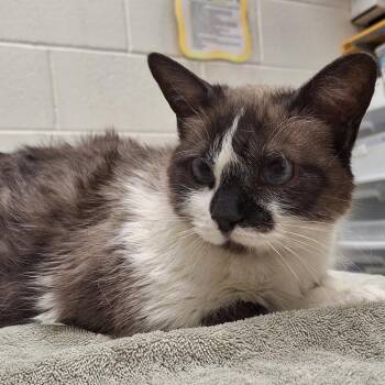 Siamese Cats Available for Adoption in Murray, Utah - Lolis | PetCurious