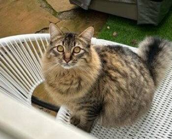 Tabby and Siberian Cats Available for Adoption in Walnut Creek, California - Linx | PetCurious