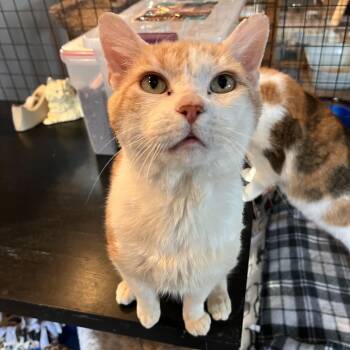 Domestic Medium Hair Cats Available for Adoption - Astarel | PetCurious