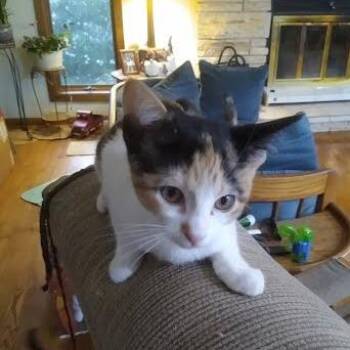 Comet -  Domestic Short Hair Cat for Adoption in South Elgin, Illinois - Comet | PetCurious