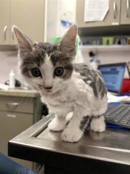 Yeti -  Domestic Short Hair Cat for Adoption in West Chester, Pennsylvania - Yeti | PetCurious