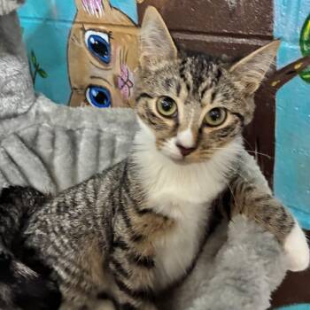 August -  Tabby Cat for Adoption in Emporia, Virginia - August | PetCurious