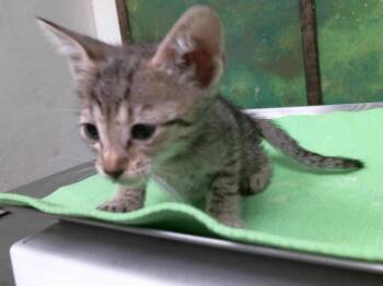 SIA -  Domestic Short Hair Cat for Adoption in Houston, Texas - SIA | PetCurious