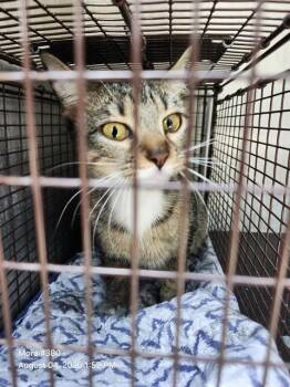 ZANCHO -  Domestic Medium Hair Cat for Adoption in San Antonio, Texas - ZANCHO | PetCurious