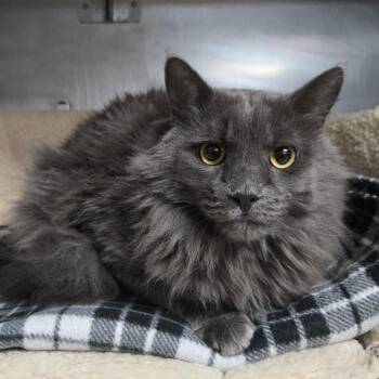 Kai -  Nebelung Cat for Adoption in San Jacinto, California - Kai | PetCurious