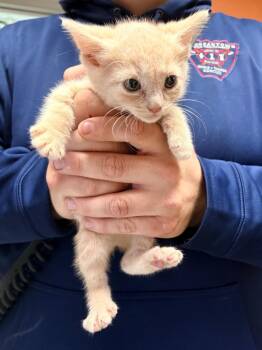 Domestic Short Hair Cats Available for Adoption in Morgantown, Kentucky - Lady Bug | PetCurious