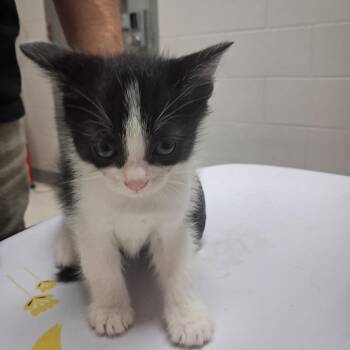 Pancetta -  Domestic Short Hair Cat for Adoption in Lufkin, Texas - Pancetta | PetCurious