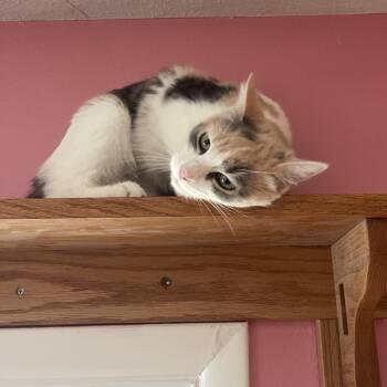 Fria -  Domestic Short Hair Cat for Adoption in Granville, Ohio - Fria | PetCurious