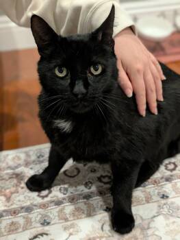 Mackie -  Domestic Short Hair Cat for Adoption in Mission Viejo, California - Mackie | PetCurious