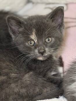 DJ -  Domestic Short Hair Cat for Adoption in Menomonie, Wisconsin - DJ | PetCurious