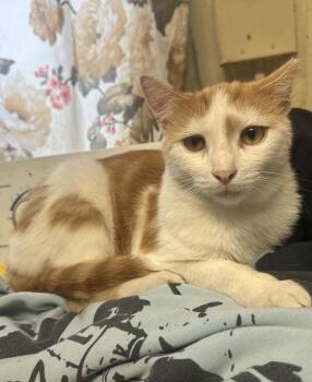 Rescue Domestic Short Hair Cats for Adoption in Inglewood, California - Cedar | PetCurious