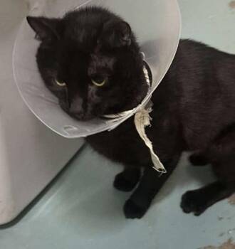 Rescue Domestic Short Hair Cats for Adoption in Annapolis, Maryland - Bagheerah | PetCurious