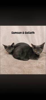 Samson -  Domestic Short Hair Cat for Adoption in Dalworthington Gardens, Texas - Samson | PetCurious