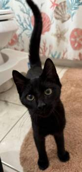 Rescue Domestic Short Hair Cats for Adoption in Parkville, Maryland - Rhythm | PetCurious