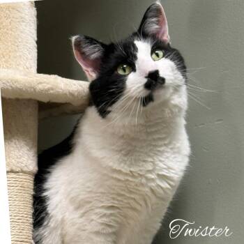 Twister Branch -  Domestic Short Hair Cat for Adoption in Mount Laurel Township, New Jersey - Twister Branch | PetCurious