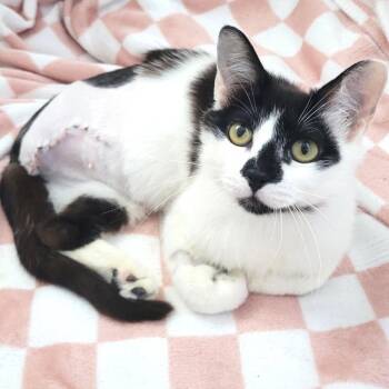 Violet -  Domestic Medium Hair Cat for Adoption in Lenexa, Kansas - Violet | PetCurious