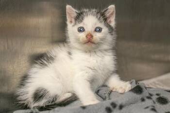 EDDIE -  Domestic Short Hair Cat for Adoption in Charlotte, North Carolina - EDDIE | PetCurious