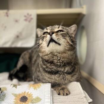 Domestic Short Hair Cats Available for Adoption in Lynchburg, Virginia - Poncho | PetCurious