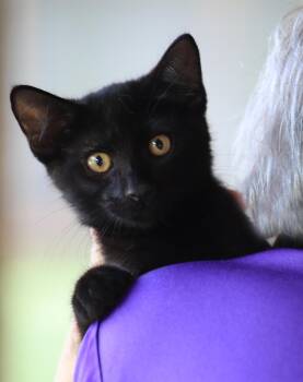 Domestic Medium Hair Cats Available for Adoption in North Fort Myers, Florida - Betty Boop | PetCurious