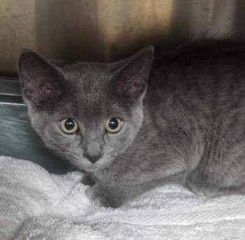 Tiki -  Domestic Short Hair Cat for Adoption in Westland, Michigan - Tiki | PetCurious