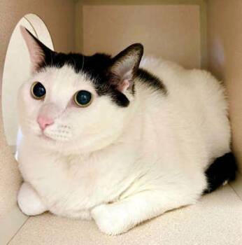 Domestic Short Hair Cats Available for Adoption in Bowling Green, Kentucky - Piper | PetCurious