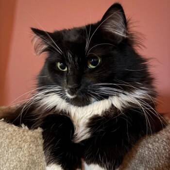 Ventus -  Domestic Long Hair Cat for Adoption in Chicago, Illinois - Ventus | PetCurious