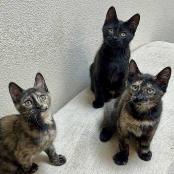 Domestic Short Hair Cats Available for Adoption - Jellybean | PetCurious