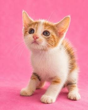 Spice Kitten 1 -  Calico Cat for Adoption in Wauchula, Florida - Spice Kitten 1 | PetCurious