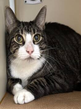 BUZZ -  Domestic Short Hair Cat for Adoption in Boston, Massachusetts - BUZZ | PetCurious