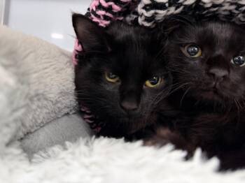 Vesper -  Domestic Medium Hair Cat for Adoption in Raleigh, North Carolina - Vesper | PetCurious