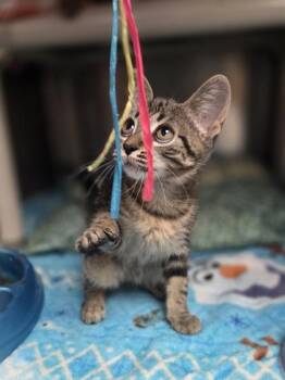 Sara -  Domestic Short Hair Cat for Adoption in Westland, Michigan - Sara | PetCurious
