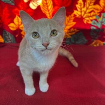 Rescue Domestic Short Hair Cats for Adoption in Lake Panasoffkee, Florida - Fluttershy | PetCurious