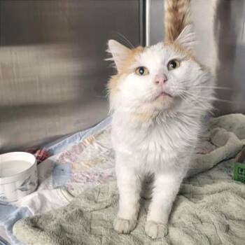 Domestic Medium Hair Cats Available for Adoption in Belleville, Illinois - Cadbury | PetCurious