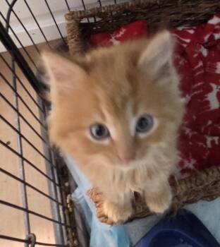 Rescue Maine Coon and Domestic Medium Hair Cats for Adoption in Franklin, West Virginia - Clem | PetCurious