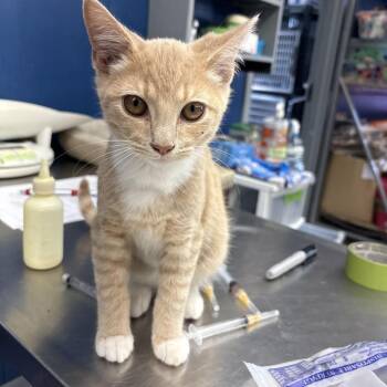 Billy -  Domestic Short Hair Cat for Adoption in Summerlee, West Virginia - Billy | PetCurious