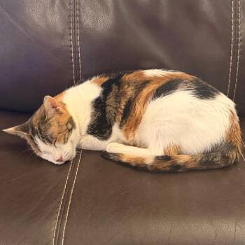 Rosella -  Domestic Short Hair Cat Available for Adoption in Lewisville, Texas - Rosella | PetCurious