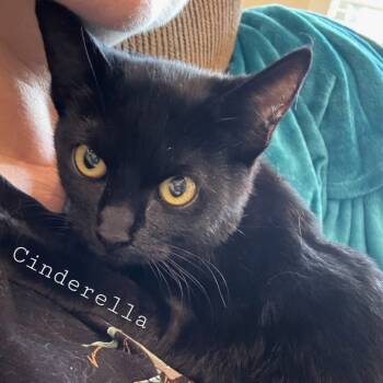 Rescue Domestic Short Hair Cats for Adoption in Layton, Utah - Cinder | PetCurious