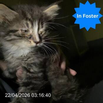 Domestic Long Hair Cats Available for Adoption in Indianapolis, Indiana - WILLIE | PetCurious