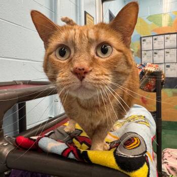 Zena -  Domestic Short Hair Cat for Adoption in Pekin, Illinois - Zena | PetCurious