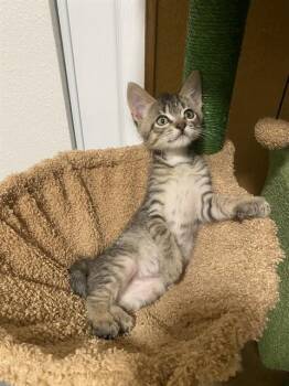 TOBY -  Domestic Short Hair Cat for Adoption in Sacramento, California - TOBY | PetCurious