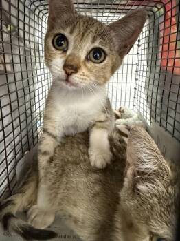 Domestic Short Hair Cats Available for Adoption in Fort Lauderdale, Florida - RYLEE | PetCurious
