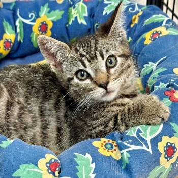 Butter Pecan -  Domestic Short Hair Cat for Adoption in Hawthorne, California - Butter Pecan | PetCurious